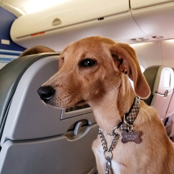 Meet your Posher, Elizabeth - Picture 1 of 1